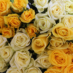 Assorted Yellow Roses - Thumb